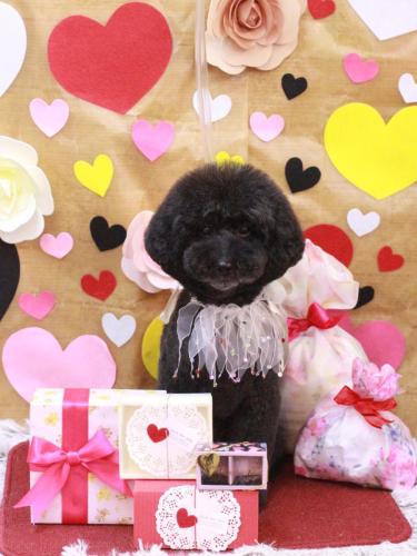 20230211ラブくん